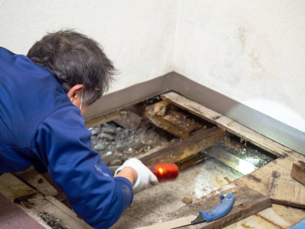 Best Attic Mold Removal  in Alpena, MI