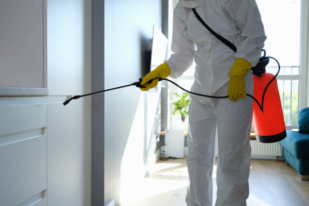 Best Mold Remediation Experts  in Alpena, MI