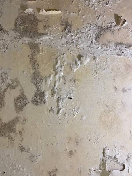 Best Mold Testing  in Alpena, MI