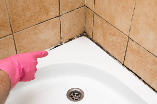 Best Emergency Mold Removal  in Alpena, MI